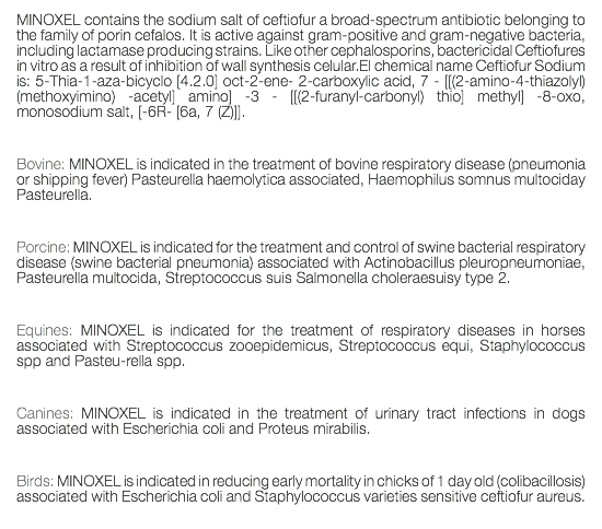 MINOXEL contains the sodium salt of ceftiofur a broad-spectrum antibiotic belonging to the family of porin cefalos. It is active against gram-positive and gram-negative bacteria, including lactamase producing strains. Like other cephalosporins, bactericidal Ceftiofures in vitro as a result of inhibition of wall synthesis celular.El chemical name Ceftiofur Sodium is: 5-Thia-1-aza-bicyclo [4.2.0] oct-2-ene- 2-carboxylic acid, 7 - [[(2-amino-4-thiazolyl) (methoxyimino) -acetyl] amino] -3 - [[(2-furanyl-carbonyl) thio] methyl] -8-oxo, monosodium salt, [-6R- [6a, 7 (Z)]]. Bovine: MINOXEL is indicated in the treatment of bovine respiratory disease (pneumonia or shipping fever) Pasteurella haemolytica associated, Haemophilus somnus multociday Pasteurella. Porcine: MINOXEL is indicated for the treatment and control of swine bacterial respiratory disease (swine bacterial pneumonia) associated with Actinobacillus pleuropneumoniae, Pasteurella multocida, Streptococcus suis Salmonella choleraesuisy type 2. Equines: MINOXEL is indicated for the treatment of respiratory diseases in horses associated with Streptococcus zooepidemicus, Streptococcus equi, Staphylococcus spp and Pasteu-rella spp. Canines: MINOXEL is indicated in the treatment of urinary tract infections in dogs associated with Escherichia coli and Proteus mirabilis. Birds: MINOXEL is indicated in reducing early mortality in chicks of 1 day old (colibacillosis) associated with Escherichia coli and Staphylococcus varieties sensitive ceftiofur aureus.
