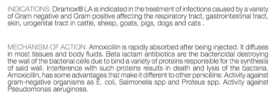 INDICATIONS: Diramox® LA is indicated in the treatment of infections caused by a variety of Gram negative and Gram positive affecting the respiratory tract, gastrointestinal tract, skin, urogenital tract in cattle, sheep, goats, pigs, dogs and cats . MECHANISM OF ACTION: Amoxicillin is rapidly absorbed after being injected. It diffuses in most tissues and body fluids. Beta lactam antibiotics are the bactericidal destroying the wall of the bacterial cells due to bind a variety of proteins responsible for the synthesis of said wall. Interference with such proteins results in death and lysis of the bacteria. Amoxicillin, has some advantages that make it different to other penicillins: Activity against gram-negative organisms as E. coli, Salmonella spp and Proteus spp. Activity against Pseudomonas aeruginosa. 