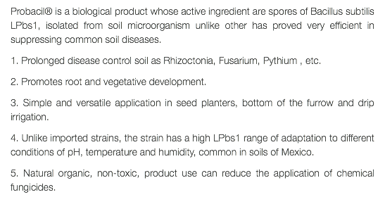 Probacil® is a biological product whose active ingredient are spores of Bacillus subtilis LPbs1, isolated from soil microorganism unlike other has proved very efficient in suppressing common soil diseases. 1. Prolonged disease control soil as Rhizoctonia, Fusarium, Pythium , etc. 2. Promotes root and vegetative development. 3. Simple and versatile application in seed planters, bottom of the furrow and drip irrigation. 4. Unlike imported strains, the strain has a high LPbs1 range of adaptation to different conditions of pH, temperature and humidity, common in soils of Mexico. 5. Natural organic, non-toxic, product use can reduce the application of chemical fungicides.