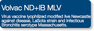 Volvac ND+IB MLV Virus vaccine lyophilized modified live Newcastle against disease, LaSota strain and Infectious Bronchitis serotype Massachusetts.