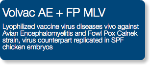 Volvac AE + FP MLV Lyophilized vaccine virus diseases vivo against Avian Encephalomyelitis and Fowl Pox Calnek strain, virus counterpart replicated in SPF chicken embryos 